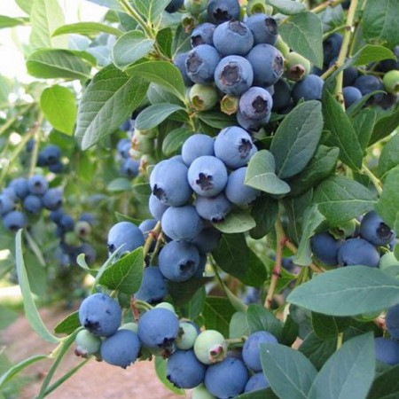 Vaccinium corymbosum "Goldtraube 71" - čučoriedka chocholíkatá veľkoplodá