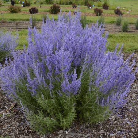 Perovskia atriplicifolia - perovskia