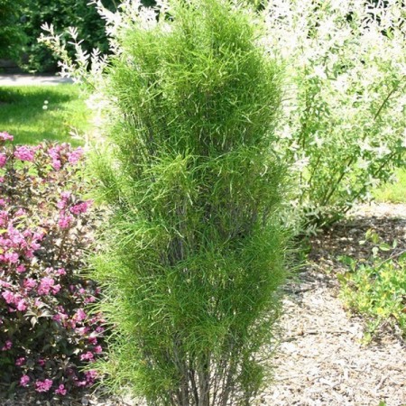 Rhamnus frangula "Fine Line" - krušina úzkolistá